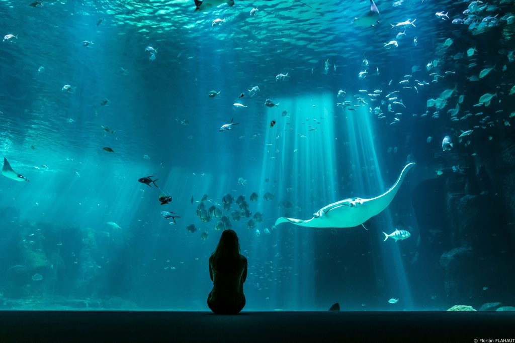 En famille à Boulogne-sur-Mer : Nausicaà, le plus grand aquarium d'Europe -  SNCF Connect